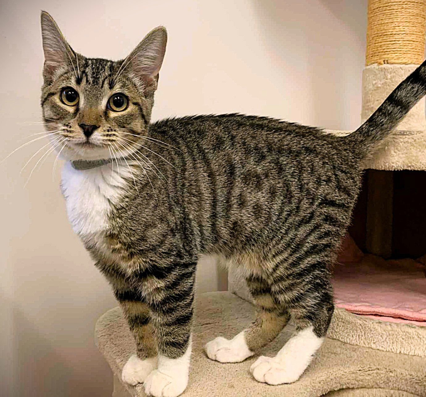 Kitten Honey