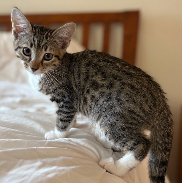 Kitten Honey