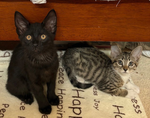 Kitten Honey