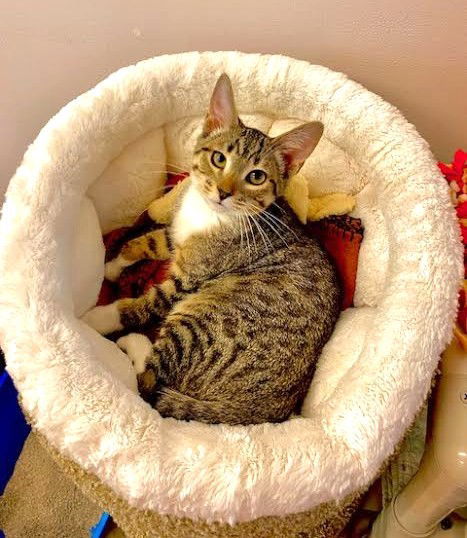 Kitten Honey
