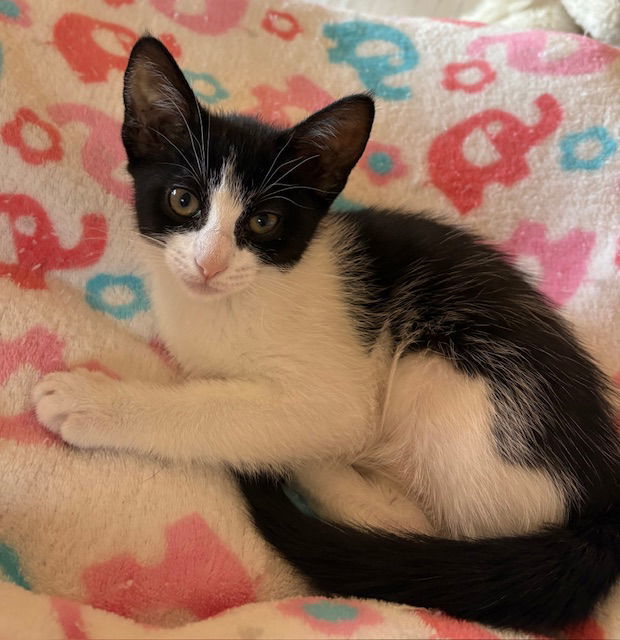 Kitten Hailey