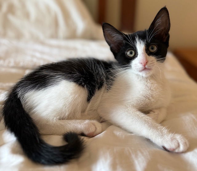 Kitten Hailey