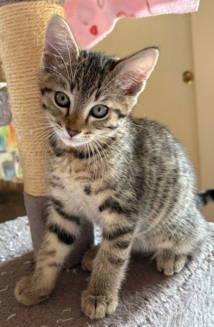 Kitten Hunter