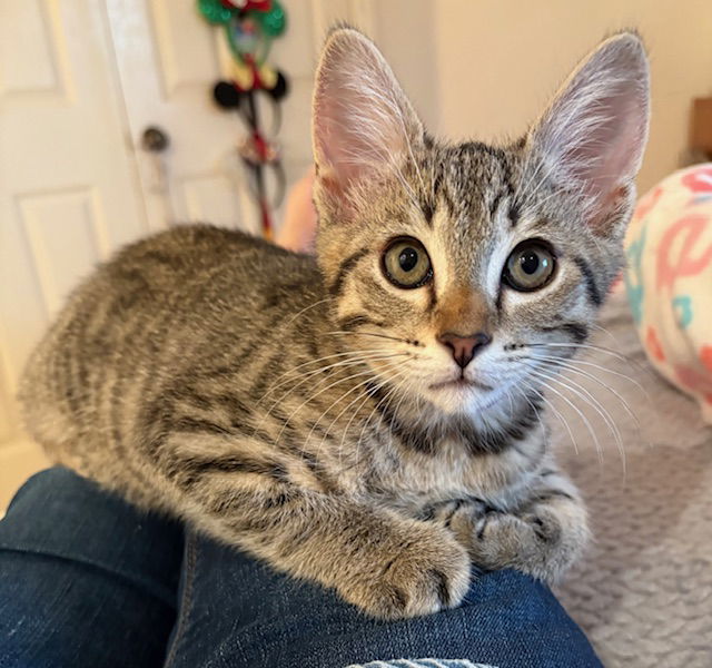 Kitten Hunter