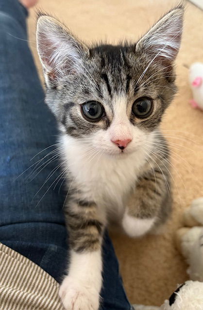 Kitten Harold