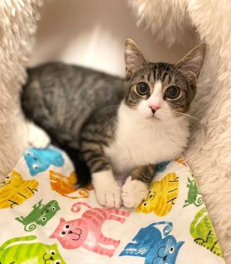 Kitten Harold
