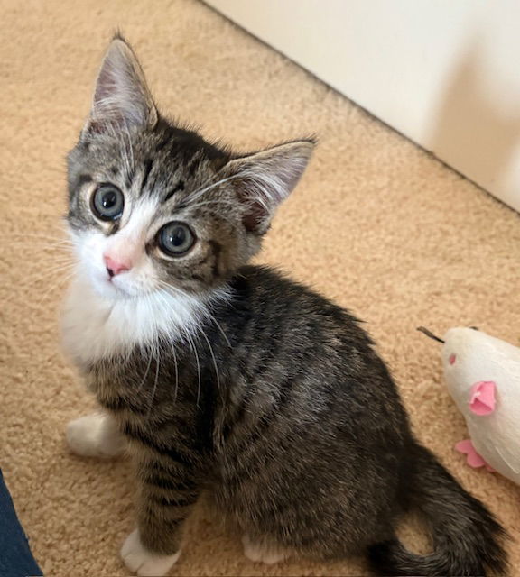 Kitten Harold