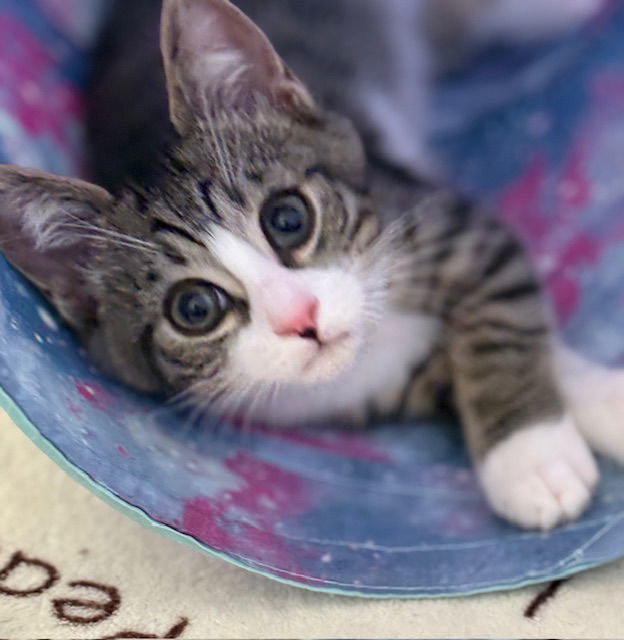 Kitten Harold