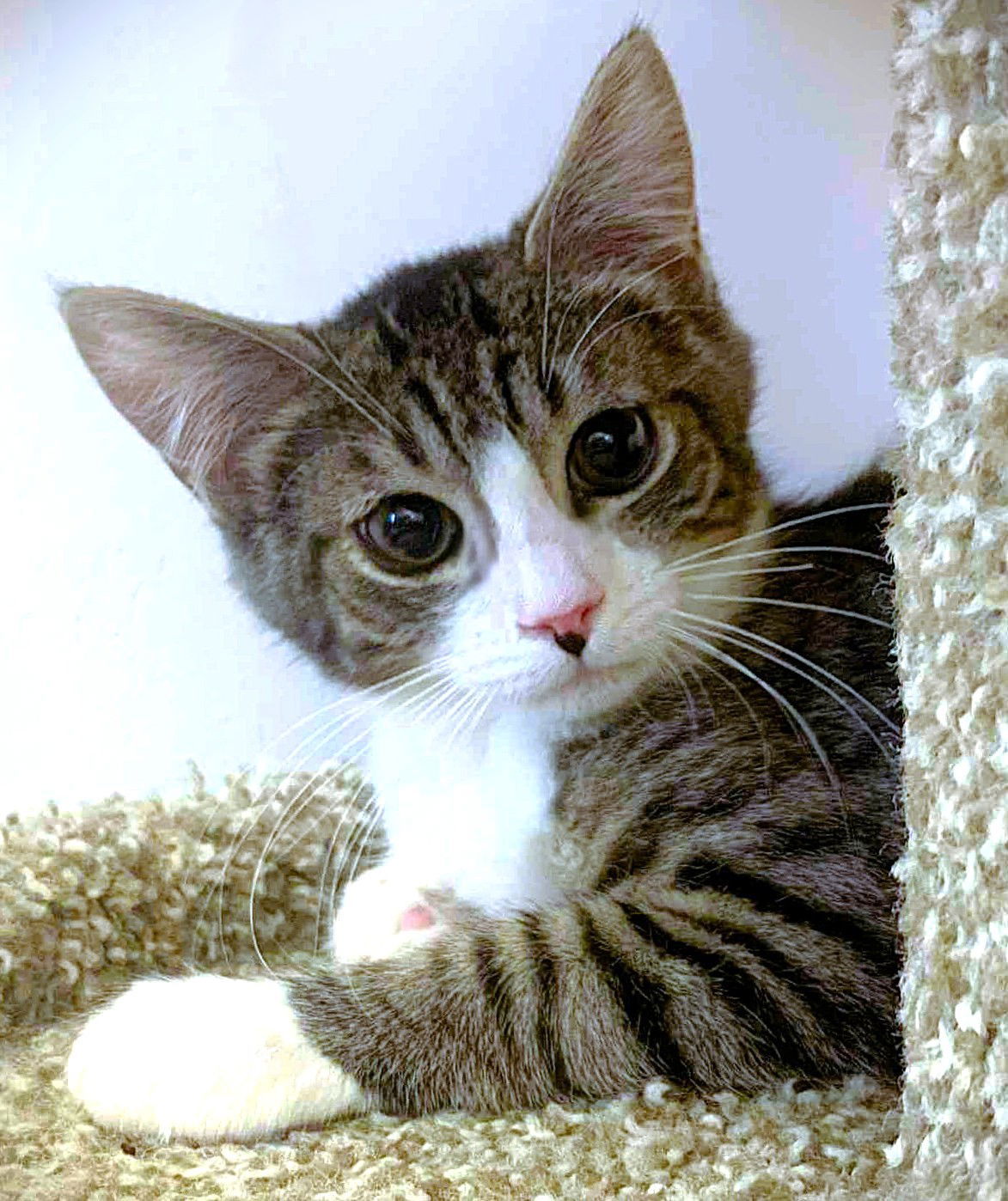 Kitten Harold