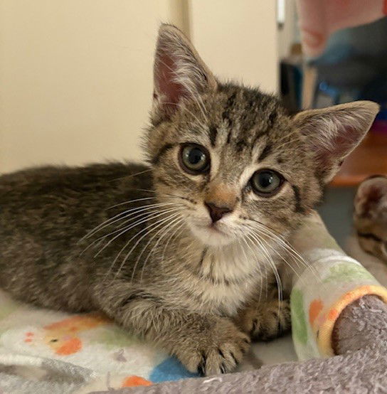 Kitten Harper