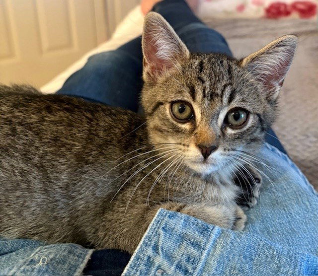 Kitten Harper