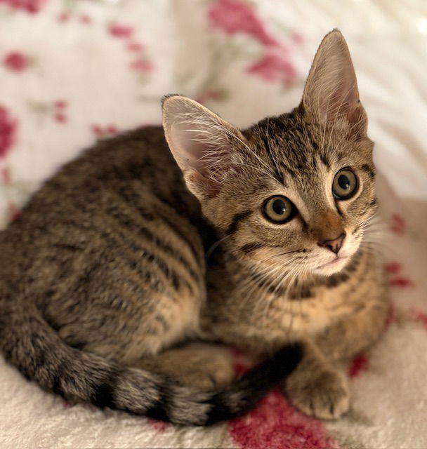 Kitten Harper