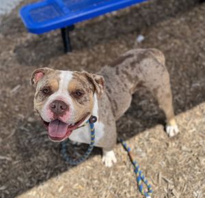 Benny American Bulldog Dog