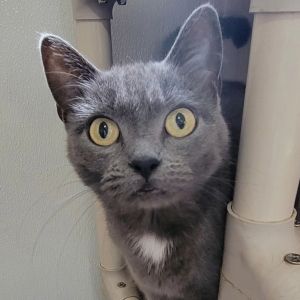 Angel, Adult Female unknown