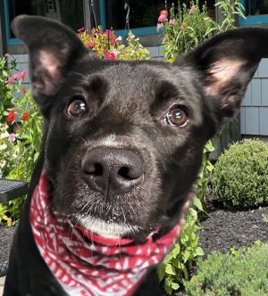 Widget, Adult Female unknown