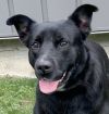 Widget photo 3