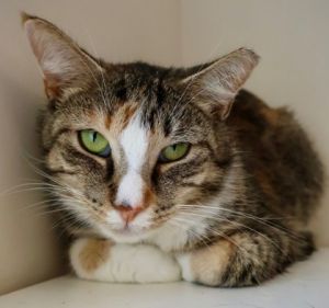 Harmony, Adult Female Domestic Short Hair