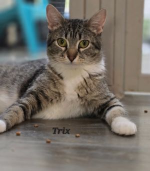 Trix, Adult Female Domestic Short Hair