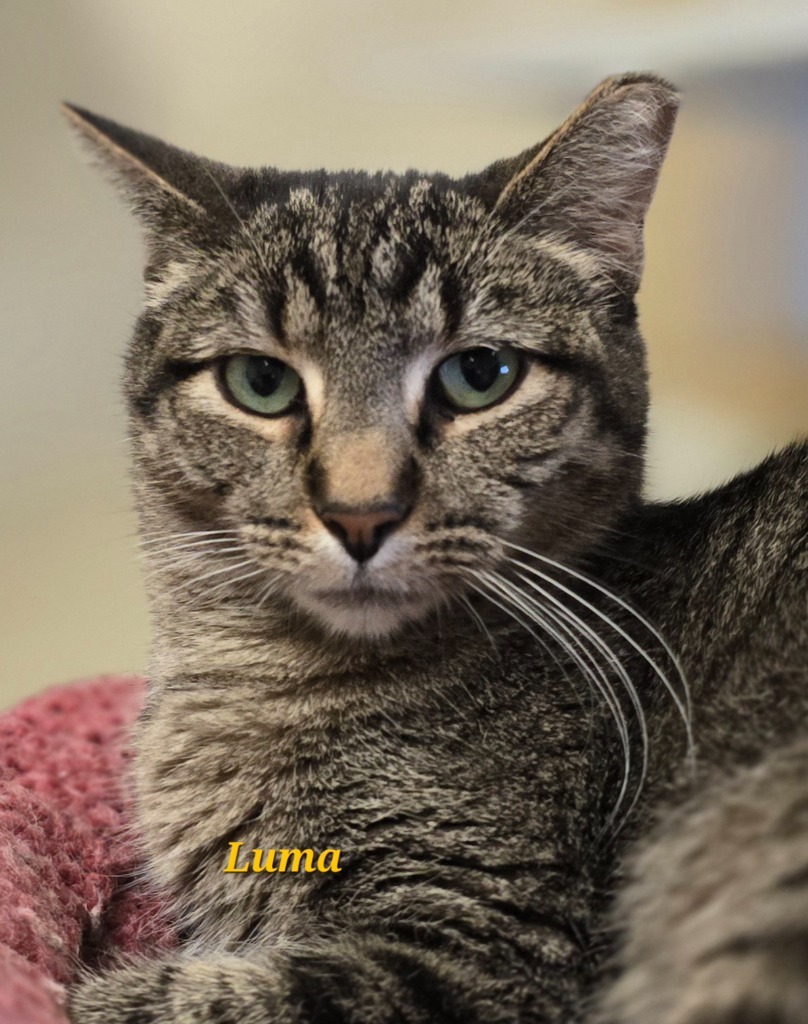 Luma