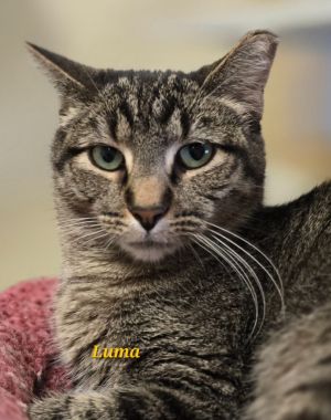 Luma, Adult Female Domestic Short Hair