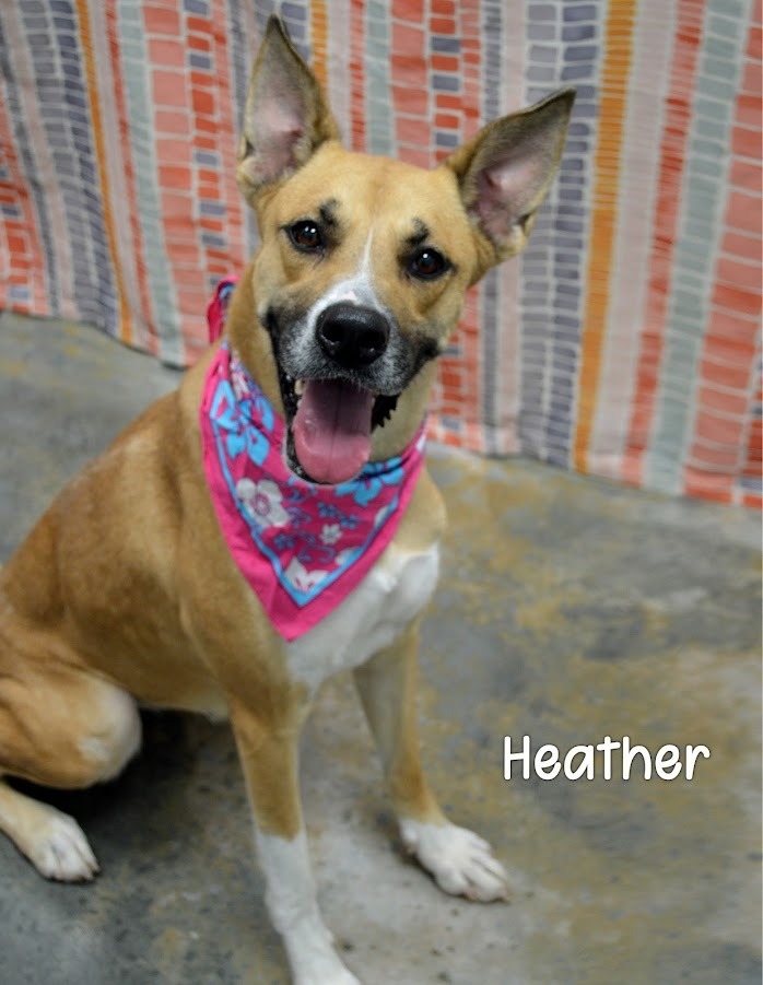 Heather