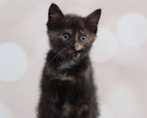 Baconator may be small but this mighty tortie has a big personality This tiny tortie was spotted c