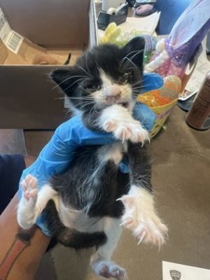 Hello Im Mcintosh As a kitten Im just starting to explore the world I love the feel of a soft