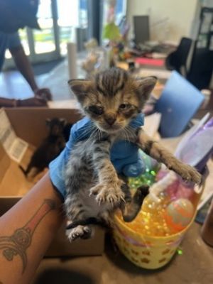 Hello Im Fuji Im just a kitten but Ive got a big personality My days are filled with explorin