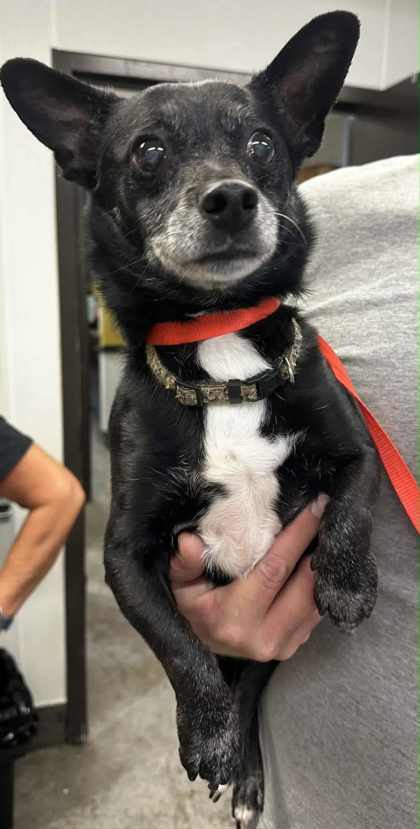 Blackie (BONDED W SASSY)