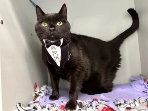 A volunteer writes Sebastian is a BBB gentleman big black and beautiful A full figure feline ei