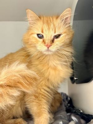 Red, Senior Female Domestic Long Hair