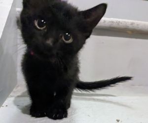 Ellie, Baby Female Domestic Short Hair