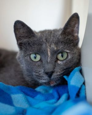 Andy, Adult Female Domestic Short Hair