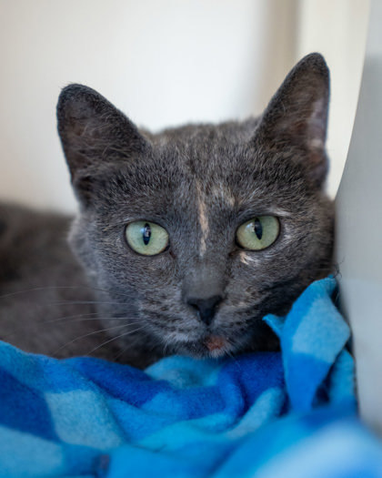 Andy, an adoptable Domestic Short Hair in Pequot Lakes, MN, 56472 | Photo Image 1