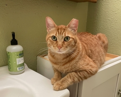 Oregano, an adoptable Domestic Short Hair in Walla Walla, WA, 99362 | Photo Image 1