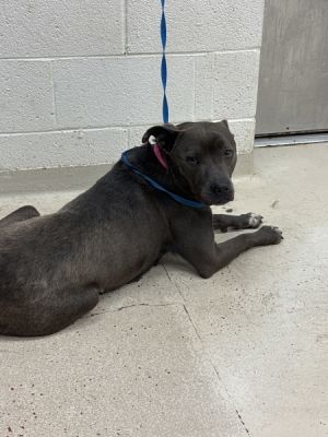 Primary Color Brown Secondary Color White Weight 48lbs Age 5yrs 0mths 0wks