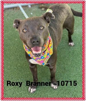 Primary Color Brown Secondary Color White Weight 363lbs Age 5yrs 0mths 3wks Animal has been Spa