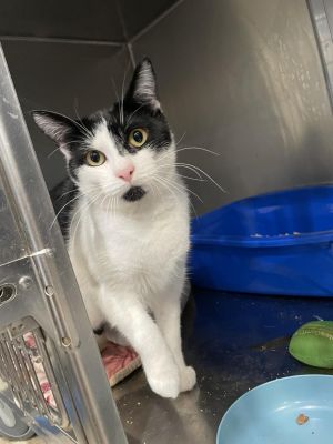 Pepsi Domestic Short Hair Cat