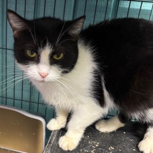 Sophie, Adult Female unknown