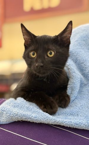 Clue, Baby Male Domestic Short Hair
