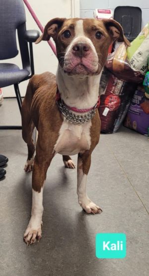 Kali, Adult Female unknown