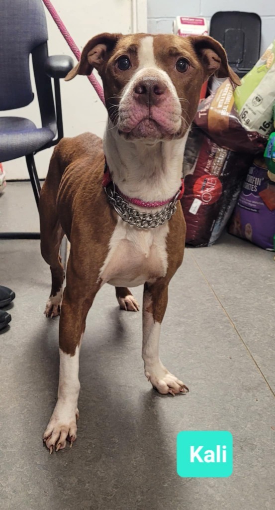 Kali
