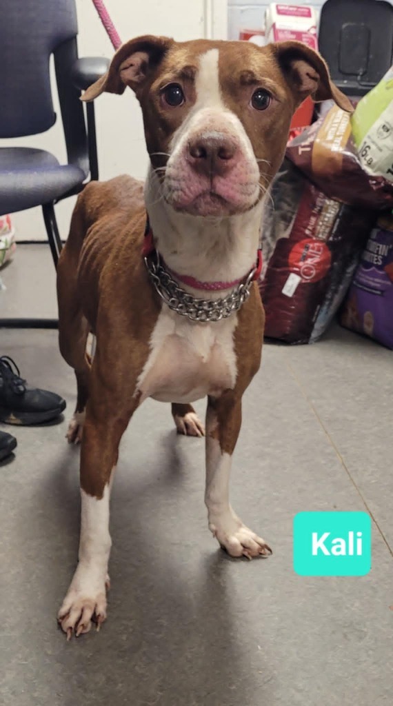 Kali