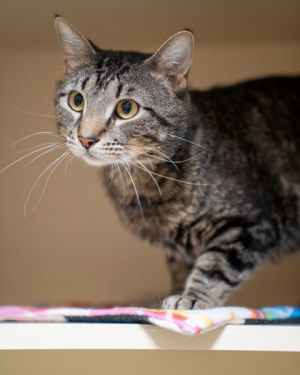Apollo, Adult Male Domestic Short Hair