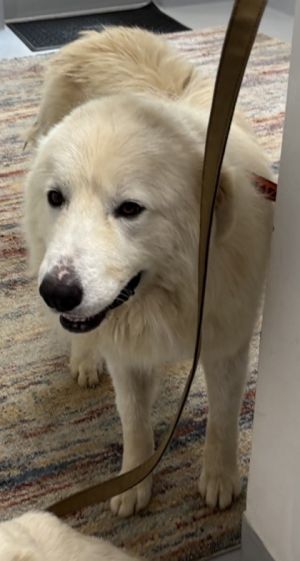 Im new to the adoption floor and the staff is still getting to know me Details about how great I