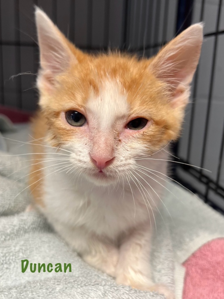 Duncan, an adoptable Domestic Short Hair in Greenwood, MS, 38930 | Photo Image 2