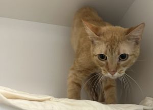 Scrappy fka C20, Adult Male Domestic Short Hair