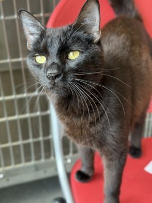 Luffy, Adult Female Domestic Short Hair