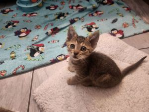 Sulu, Baby Male unknown