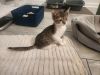 Gizmo photo 1
